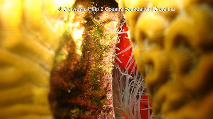 Bivalves (26)